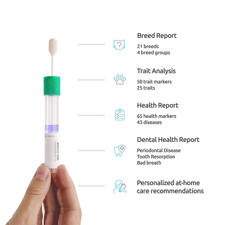 Breed + Health Cat DNA Test Upgrade