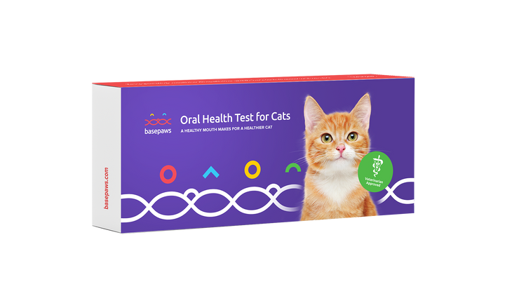 Oral Health Test for Cats