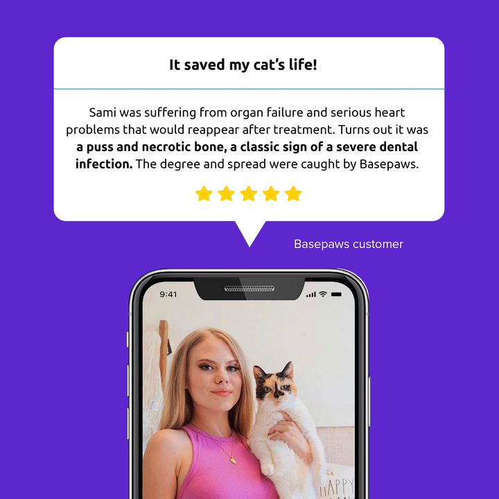 Oral Health Test for Cats